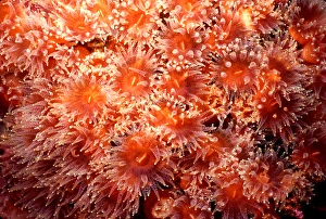 Galapagos Islands Marine Life Drucke: Coral polyps
