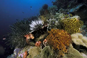 Vibrant Coral Reefs Drucke: Coral reef