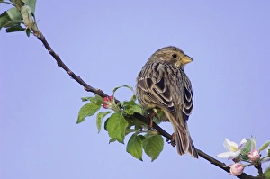 Ameiseauntengeier, Miliaria calandra, erwachsene Vogel in der Nähe einer Apfelbaum im nationalen Naturpark See Neusiedl