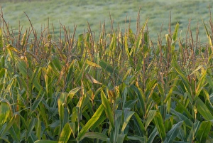 Prairie Landscape Photography Drucke: Cornfield in Nebraska
