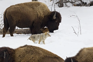 Yellow Stone National Park Animals Drucke: Coyote among Bison Herd