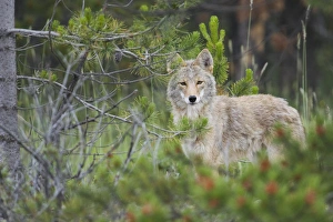Yellow Stone National Park Animals Drucke: Coyote behind pine tree