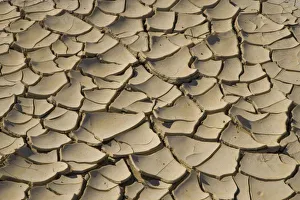 California Desert Scenes Drucke: Cracked Mud formation