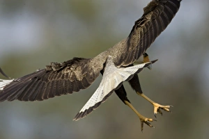 Kopfgeier-Caracara, Polyborus plancus als es das Boden abscannt für Nahrung. Pantanal Brasilien