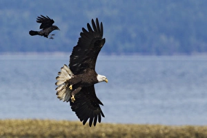Drucke von Braunwacht angreift Adler Leucocephalus Drucke: Krone angreift Bärenadler