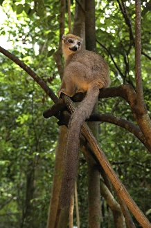 Tropical Rainforest Mammals Drucke: Crowned Lemur (Eulemur coronatus), Ankarana National Park, Northern Madagascar