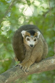 Primate Photos Drucke: Crowned Lemur, (Eulemur coronatus), Male, Ankarana National Park, Madagascar