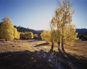 Serene Nature Scenes Drucke: CTF-004