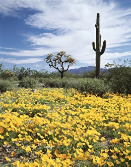 Saguaro Cactus Landscape Drucke: CTF-0470