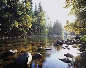 Peaceful Forest Landscape Drucke: CTF-050