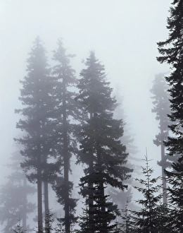 Dark Forest Photography Drucke: CTF-0577