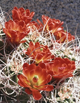 American Southwest Landscape Photography Drucke: CTF-0807