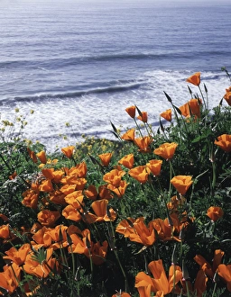 Big Sur Coastline Drucke: CTF-0826