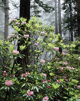 Botanical Garden Scene Drucke: CTF-0896
