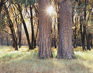 Sunset Forest Scene Drucke: CTF-092