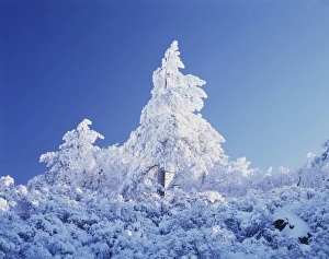 American Winter Landscapes Drucke: CTF-1026