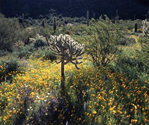 Dry Desert Landscape Pictures Drucke: CTF-1053