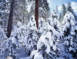 Snowy Forest Drucke: CTF-1164