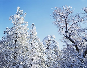 Serene Winter Landscape Drucke: CTF-1199