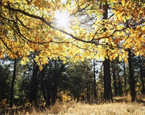 Fall Foliage Images Drucke: CTF-1200