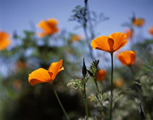Sunny Day Flowers Drucke: CTF-1391