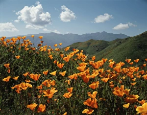 Blue Sky With Clouds Photography Drucke: CTF-1409