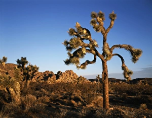 Yucca Brevifolia Images Drucke: CTF-1429
