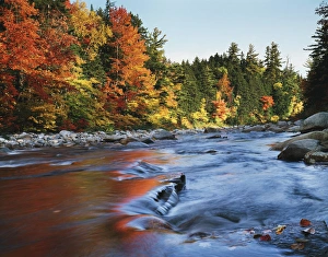 Vibrant Autumn Colors Drucke: CTF-1437