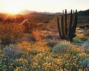 Desert Sunset Drucke: CTF-1445