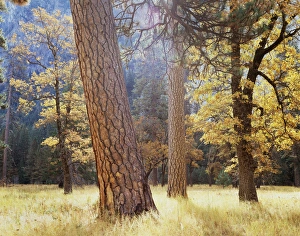 Serene Forest Scene Drucke: CTF-1492