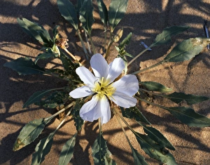 Desert Flora Photography Drucke: CTF-1505