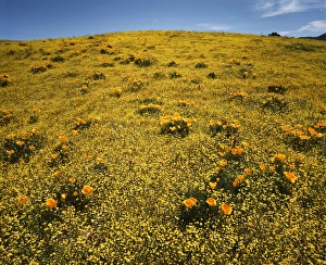 Wildflower Landscape Drucke: CTF-1559