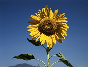 Single Sunflower Drucke: CTF-1560