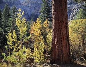 Sequoia Tree Drucke: CTF-1582