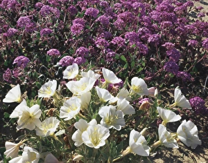 Evening Primrose Flowers Drucke: CTF-1591
