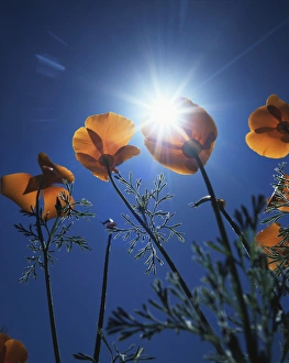 Blue Sky Flowers Drucke: CTF-1635