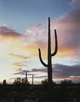 Arizona Sunset Drucke: CTF-1680