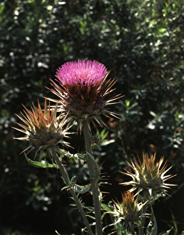 Prickly Plant Drucke: CTF-1687