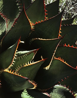 Drought Resistant Plants Drucke: CTF-1701