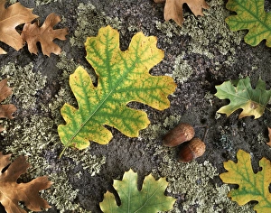 Nature Photography Autumn Drucke: CTF-1712