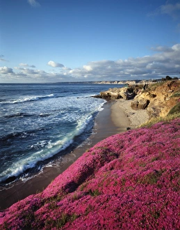 Pink Flowers In Nature Drucke: CTF-1737