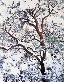 Snowy Tree Branches Drucke: CTF-1827