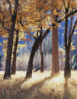 Fall Foliage Drucke: CTF-301