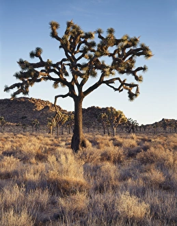 Yucca Brevifolia Images Drucke: CTF-305