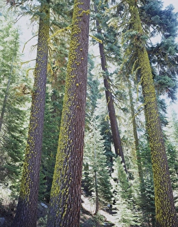 Coniferous Forest Scenery Drucke: CTF-309