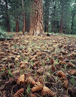 Forest Floor Vegetation Drucke: CTF-312