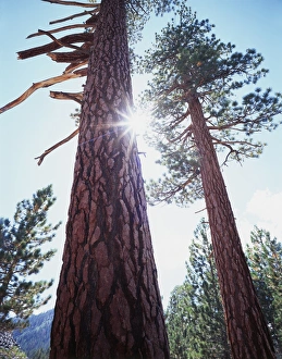 Blue Sky Nature Images Drucke: CTF-318