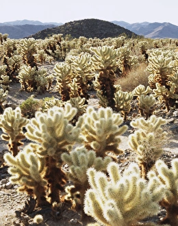 Teddy Bear Cholla Cactus Drucke: CTF-378