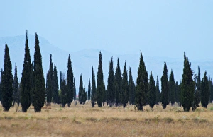 European Rural Views Drucke: Cypress trees on a dry plain forming a strange pattern, high mountains in the background