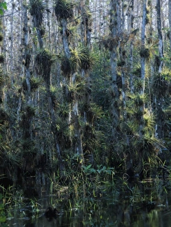 American Nature Scenery Drucke: Cypress trees loaded with bromeliads, Big Cypress National Preserve, Florida, December